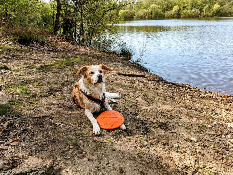 Eine Hundebetreuung in Essen