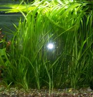 Vallisneria Aquarienpflanzen Super Angebot Brandenburg - Luckenwalde Vorschau