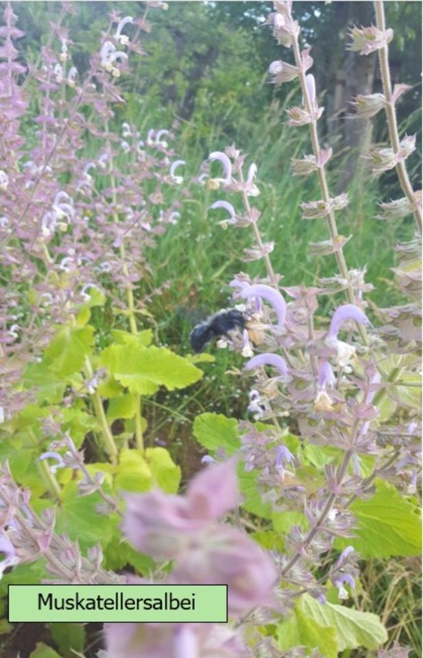 Echter Lavendel mehrjährig, besonders insektenfreundlich in Alzenau