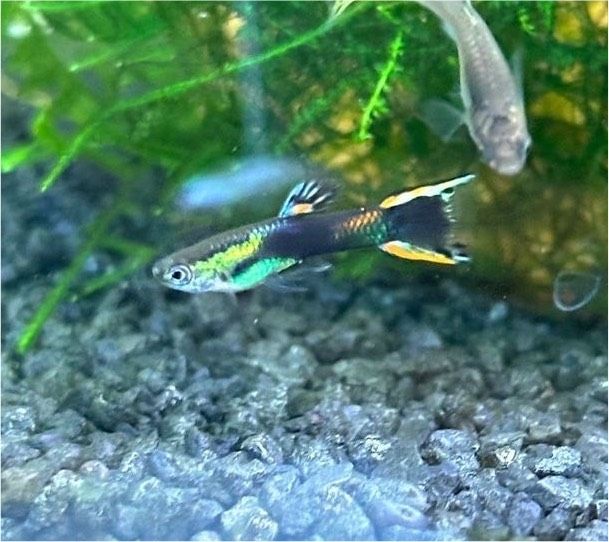 Black Flame Endler Guppy,  Aquarium Nano Fische in Osnabrück