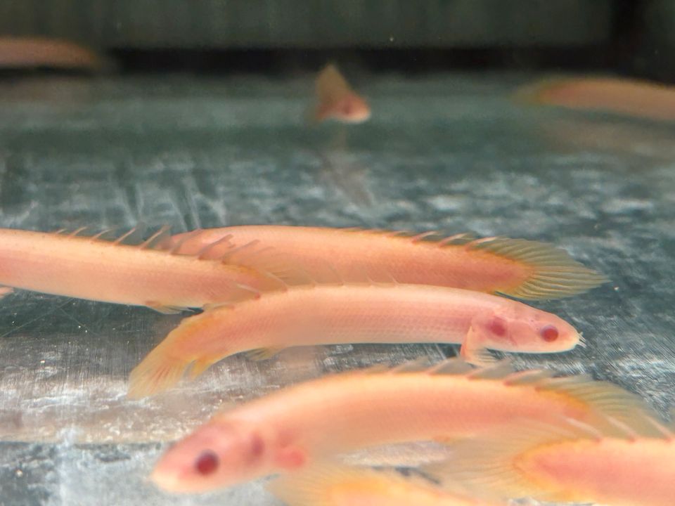 Senegal Flösselhecht Albino 7-9cm  Polypterus senegalus in Rangendingen