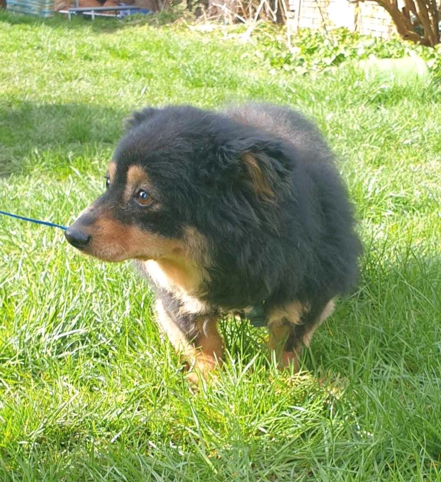 Mika, ca. 10 Jahre, 30 cm, fast blind kleine Hundepersönlichkeit in Dachau