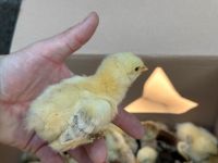 Brahma Küken abzugeben Niedersachsen - Sögel Vorschau