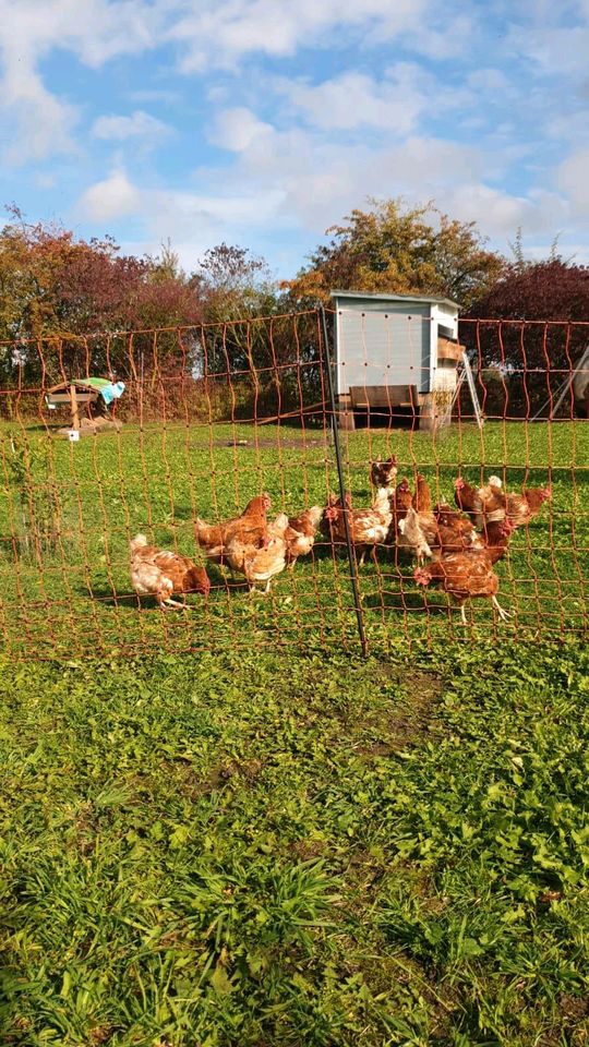 Eier von freilaufenden Hühner in Osthofen