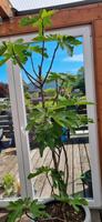 Feigenbaum ficus carica Nordrhein-Westfalen - Solingen Vorschau