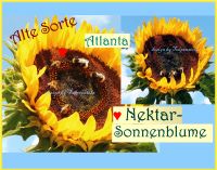 ♥ Atlanta ALTE Pollen Nektar Sonnenblume Samen Bienen Tulpenstolz Eimsbüttel - Hamburg Schnelsen Vorschau