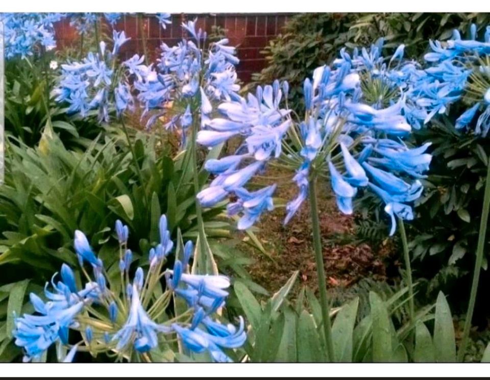 Große Agapanthus Schmucklilie 90cm/h, Liebesblume im Topf in Leipzig