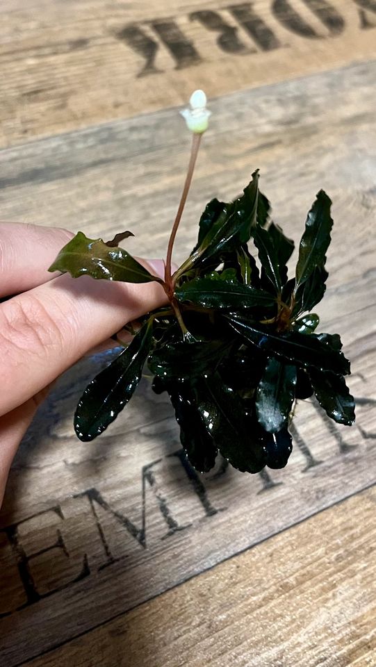 Bucephalandra sp. Red in Bechtheim Rheinhessen