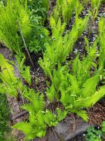 Farn Gartenpflanze Grünpflanze Niedersachsen - Ronnenberg Vorschau