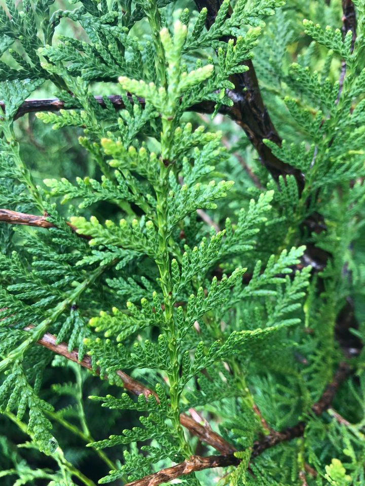 Schnellwachsende Hecke: Thuja Brabant 120-140 cm in Obersulm