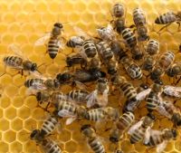Jungimker sucht Carnica Bienenfölker/ Ableger auf DNM Vorpommern-Rügen - Landkreis - Sundhagen Vorschau
