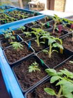 Tomatenpflanzen Topftomaten 20cm bis 1,5m Niedersachsen - Delmenhorst Vorschau