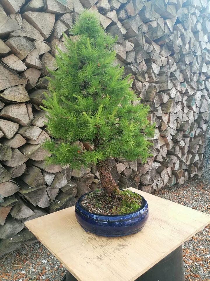 Yamadori - Lärchen-Bonsai in Herbertingen