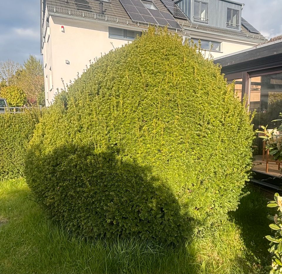 Groß Garten Baum, schön form, ca. 240cm gross in Bad Homburg