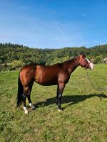 American Quarter Horse Stute Eyecatcher Reining Gun blaue Augen Baden-Württemberg - Steinen Vorschau