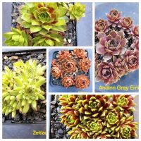 Sempervivum / Dachwurz / Hauswurz 24-04/01 Baden-Württemberg - Kenzingen Vorschau