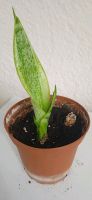 Sansevieria/Bogenhanf München - Bogenhausen Vorschau