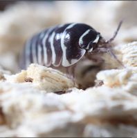 Armadillidium maculatum “Zebrarollassel” Asseln, Zierasseln Baden-Württemberg - Eberbach Vorschau