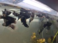 Aquarium Fische schwarze Mollys Hamburg-Mitte - Hamburg Hamm Vorschau
