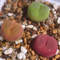 ❀Conophytum maughanii ssp. armeniacum #1430.5❀'Plattpfirsich' München - Bogenhausen Vorschau