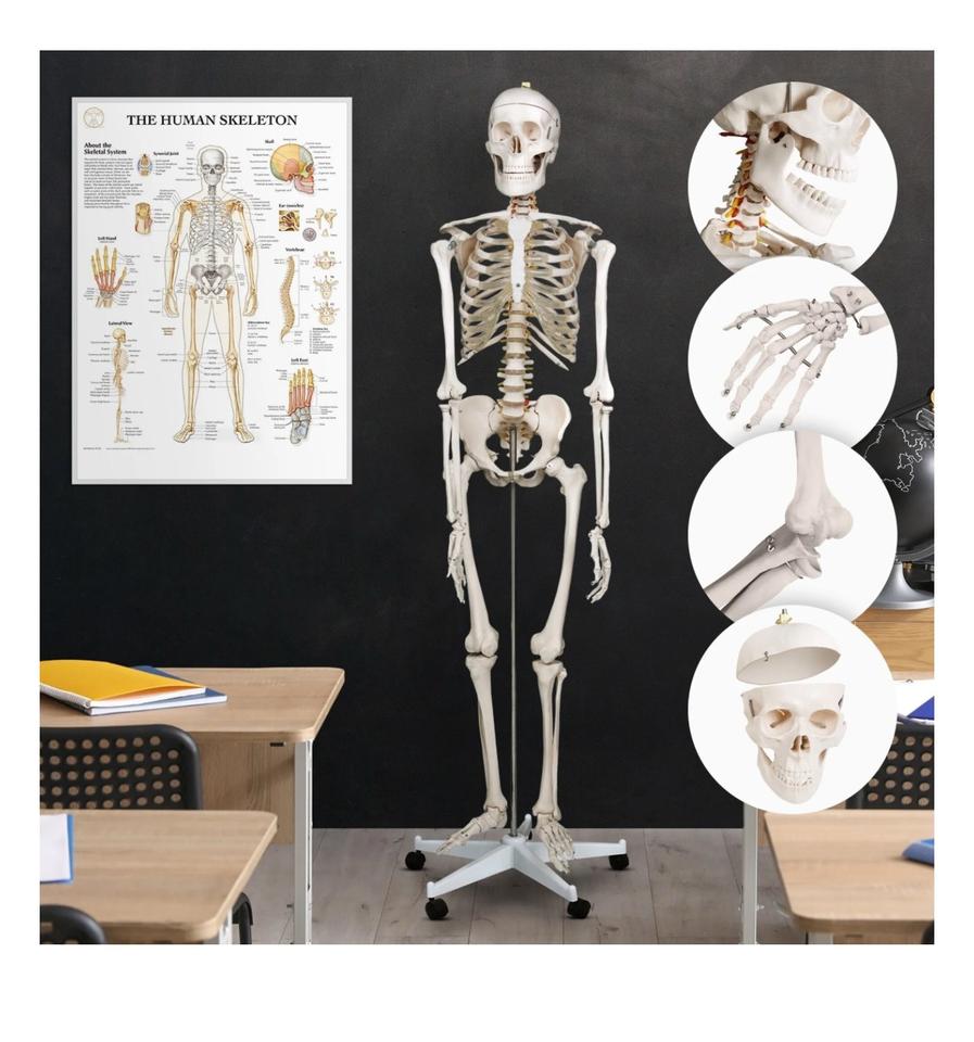 Menschliches Anatomie Skelett 181,5cm ORIGINAL VERPACKT!!! in Hainburg