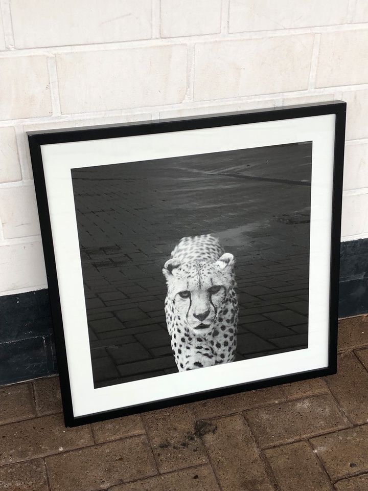 Großes Gerahmtes Leoparden Bild schwarz weiß in Bissendorf