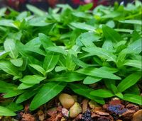 Staurogyne Repens (Bodendecker/Vordergrund ohne CO2) Aachen - Aachen-Mitte Vorschau