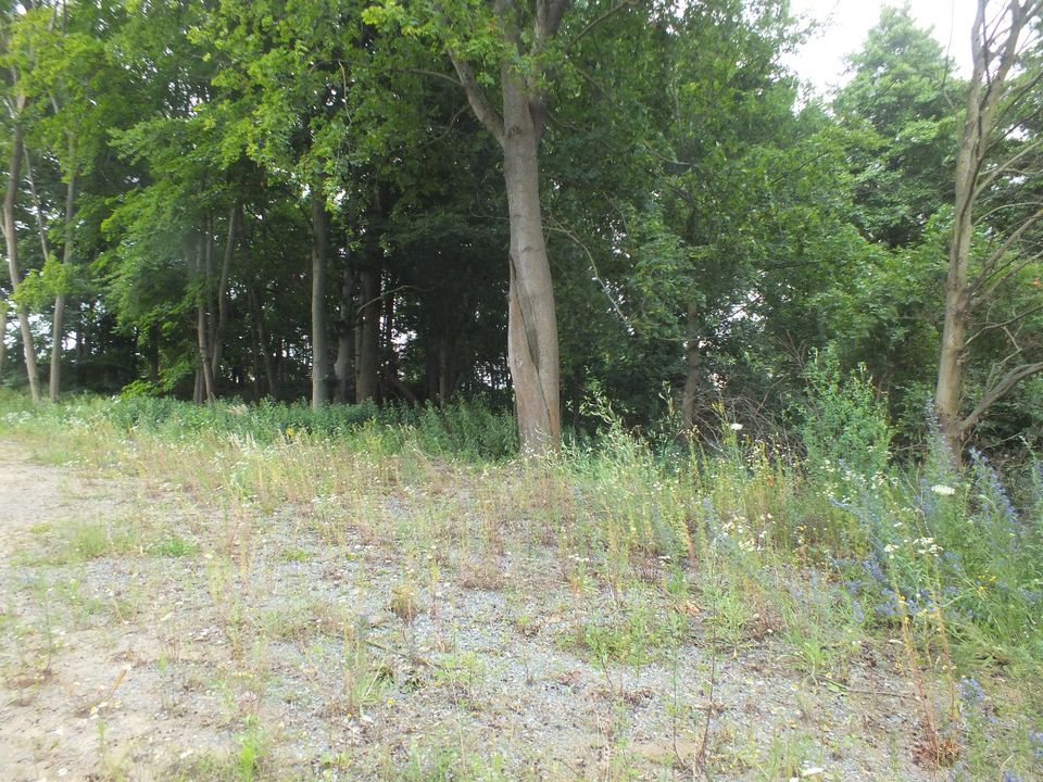 Wohnen am See! Voll erschlossene Baugrundstücke am Baalensee zu verkaufen! in Fürstenberg/Havel