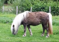 Shetlandpony Stute Deutsch Partbred Nordrhein-Westfalen - Herscheid Vorschau