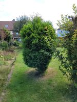 Tannenbaum abzugeben Niedersachsen - Hildesheim Vorschau