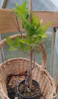 3 x Tomaten-Pflanzen Rispen-Tomaten Garten Hessen - Biebertal Vorschau