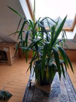 Yucca-Palme (sehr kräftige Zimmerpflanze, selbst gezogen) Nordrhein-Westfalen - Ratingen Vorschau