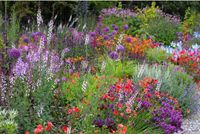 Gartenblumen Mecklenburg-Vorpommern - Neubrandenburg Vorschau