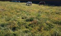 Weidefläche, Wiesen, Gärten zur Beweidung durch Ponys Pferde Hessen - Hofheim am Taunus Vorschau