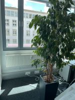 Ficus Benjamini Mit Topf in Hydrokultur Lechuza Hannover - Südstadt-Bult Vorschau