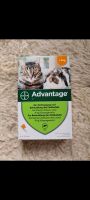 Advantage Pipetten, Katzen Zubehör, Up card 3mg Nordrhein-Westfalen - Herten Vorschau