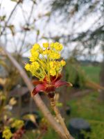 Roter Spitz-Ahorn,Baum blühend, rotes Laub, Superpreis, 1,5- 2,3m Hessen - Gießen Vorschau