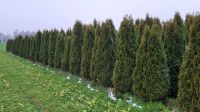 Thuja Smaragd Hecke Lebensbaum 280-300 cm - Beste Qualität! Sachsen-Anhalt - Kamern Vorschau