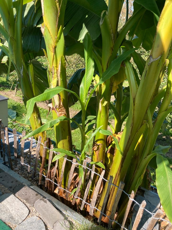 Bananenbäume, Stauden Pflanzen in verschiedenen Größen in Baden