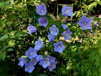 Glockenblumen in blau und weiß Bayern - Aschaffenburg Vorschau