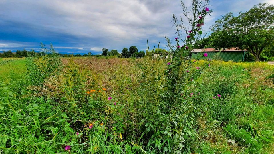 Suche Garten Freizeitgrundstück Acker in Ihringen