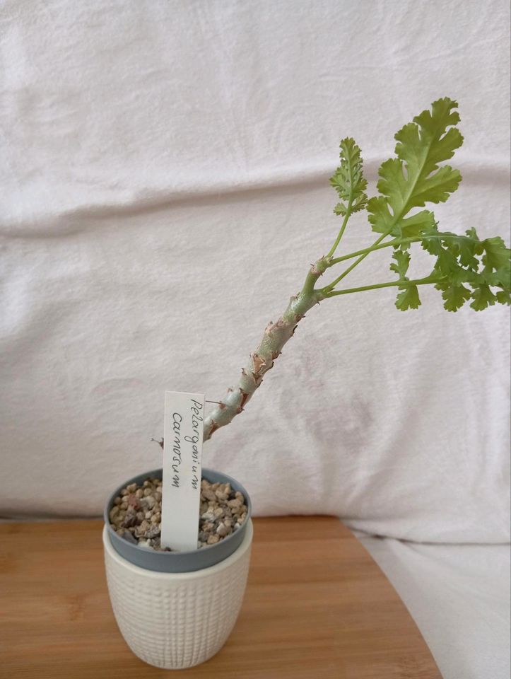 Pelargonium carnosum  a'la bonsai in Gladbeck