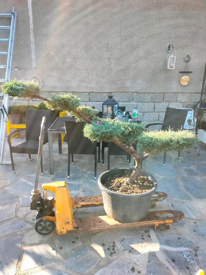 Bonsai, Gartenbonsai, Formgehölz, Niwaki, Japangarten, Wacholder, in Derenburg