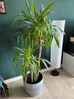 Riesen-Palmlilie Zimmerpflanze Sachsen-Anhalt - Magdeburg Vorschau