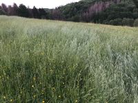 Suche Grünland Wiese Weide Wald Landwirtschaft zum Kauf Nordrhein-Westfalen - Kierspe Vorschau