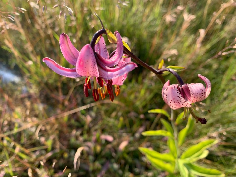 Wildpflanze - heimische Lilien Art: Türkenbundlilie in Berlin