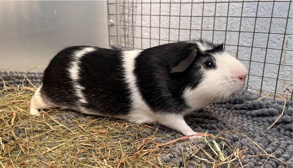 Meerschweinchen Böckchen abzugeben in Sinn