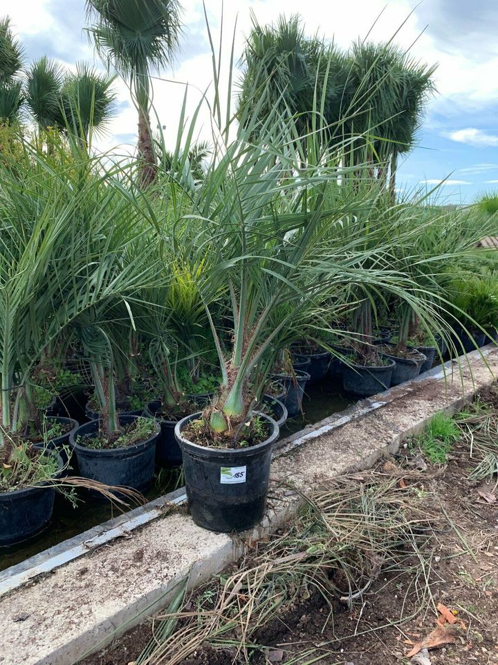 Butia Capitata Geleepalme Stamm ab ca. 30/40 cm GH ca 200cm in Recklinghausen