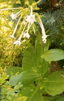 Dufttabak - Samen (Nicotiana sylvestris) Hessen - Biedenkopf Vorschau