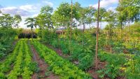 Landwirtschaftliche Fläche für Agrofors im 30 km Umkreis um Halle Sachsen-Anhalt - Halle Vorschau